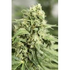 Auto StarRyder® | Semi di cannabis fuori produzione