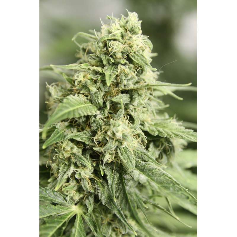 Auto StarRyder® | Semi di cannabis fuori produzione