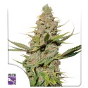 Buy Karel's Cookies Regular Seeds from Super Sativa Seed Club