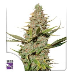 Buy Karel's Cookies Regular Seeds from Super Sativa Seed Club
