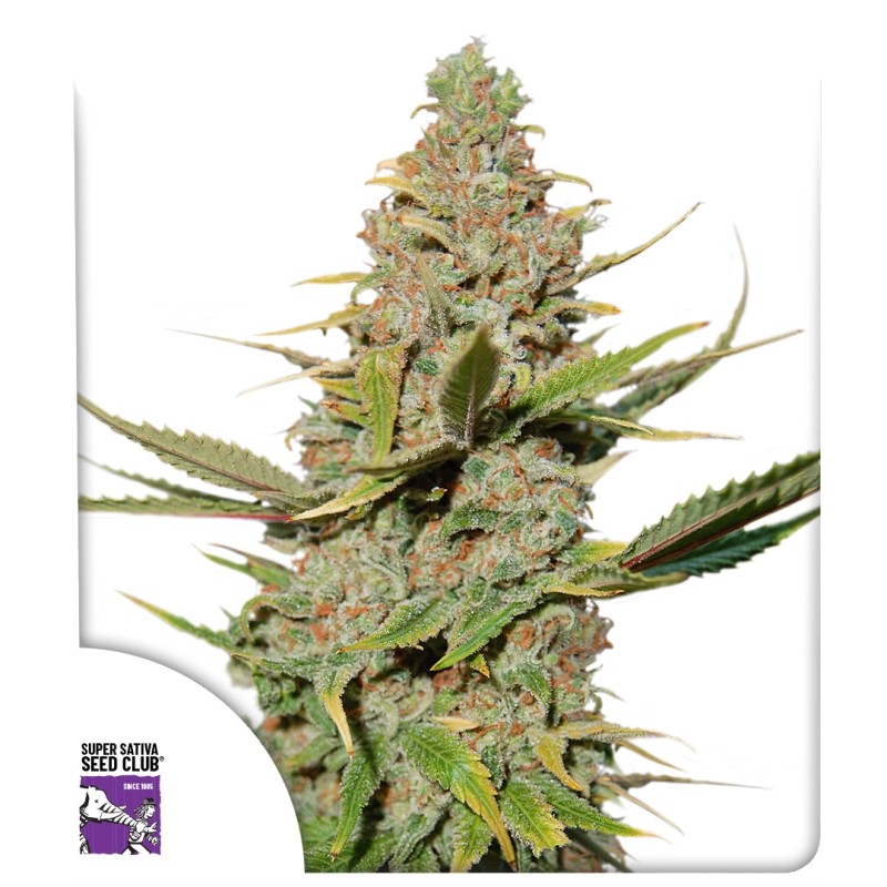 Buy Karel's Cookies Regular Seeds from Super Sativa Seed Club