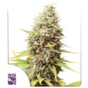 Kauf dir Sour Tangie Dawg Cannabissamen | Dutch Passion