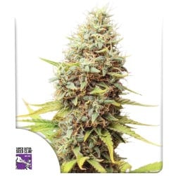 Compra semillas de cannabis Sour Tangie Dawg | Dutch Passion