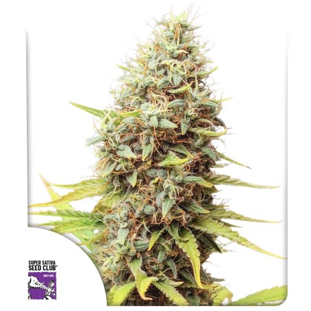 Kauf dir Sour Tangie Dawg Cannabissamen | Dutch Passion