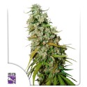 Kees' Old School Haze