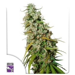 Kees' Old School Haze