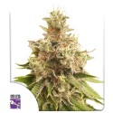 Golden Apple Haze
