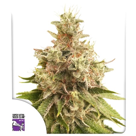 Golden Apple Haze