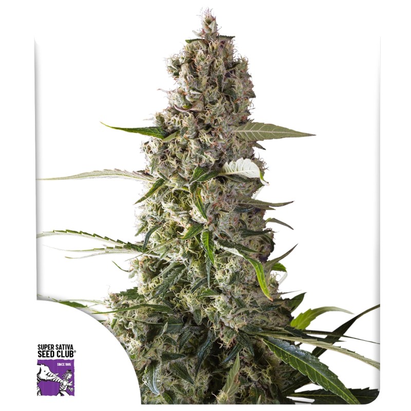 Buy Prima Holandica Regular Seeds