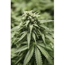 Auto StarRyder® | Semi di cannabis fuori produzione