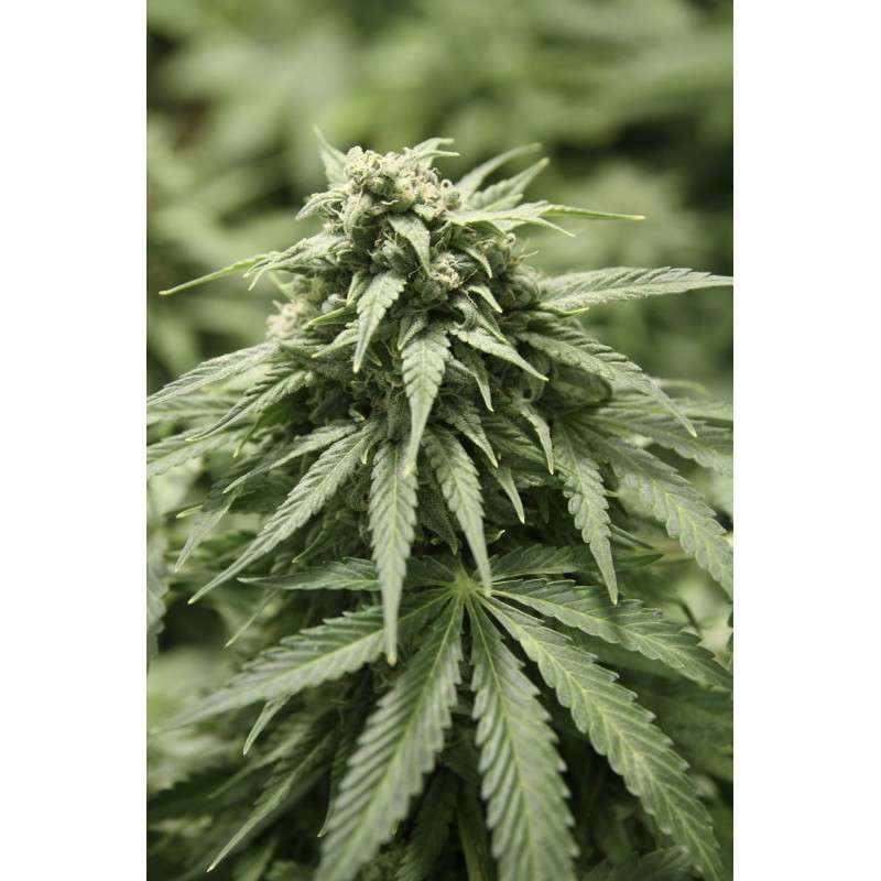Auto StarRyder® | Semi di cannabis fuori produzione