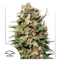 Skunk #1® Reguläre Samen kaufen| Dutch Passion
