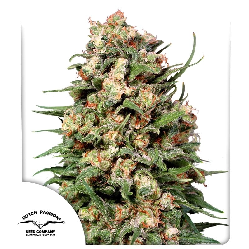 Skunk #1® Reguläre Samen kaufen| Dutch Passion