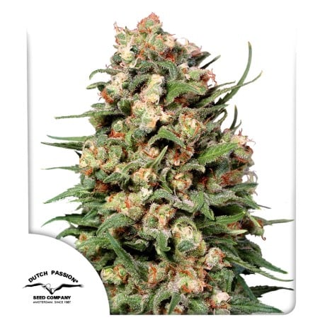 Skunk #1® Reguläre Samen kaufen| Dutch Passion