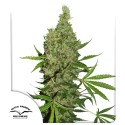 White Widow x The Ultimate® Hanfsamen Kaufen | Dutch Passion