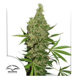 White Widow x The Ultimate® - Semi di Cannabis Regolari | Dutch Passion