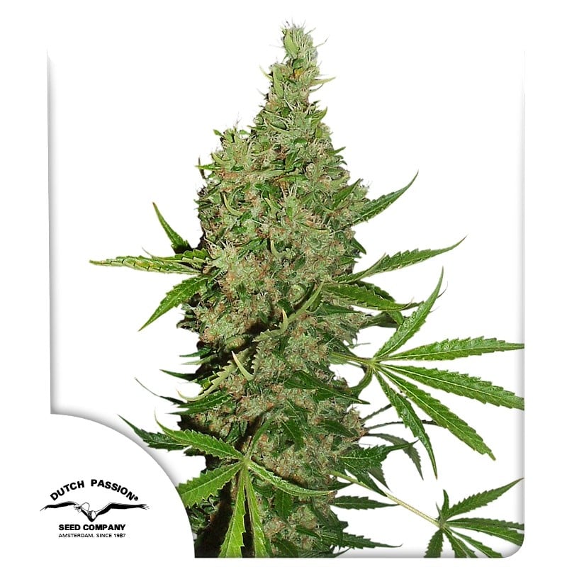 White Widow x The Ultimate® Hanfsamen Kaufen | Dutch Passion