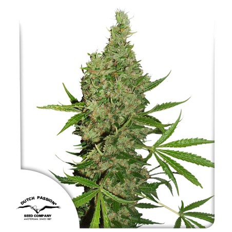 White Widow x The Ultimate® Hanfsamen Kaufen | Dutch Passion
