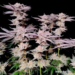 Achetez des graines féminisées Orange Bud 2.0® | Dutch Passion FR Achetez des graines féminisées Orange Bud 2.0® | Dutch Passion FR