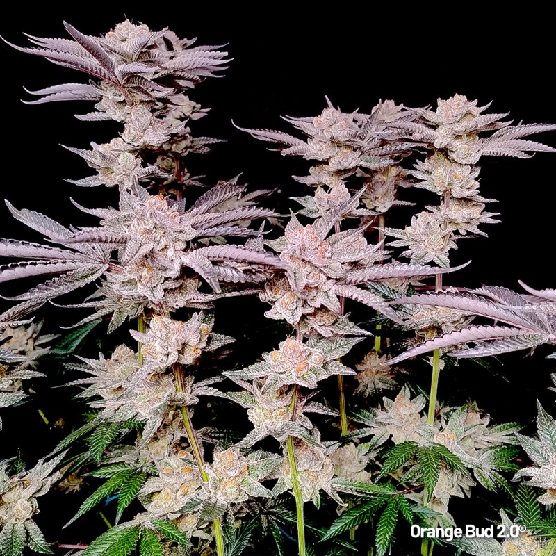 Achetez des graines féminisées Orange Bud 2.0® | Dutch Passion FR Achetez des graines féminisées Orange Bud 2.0® | Dutch Passion FR