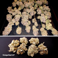 Achetez des graines féminisées Orange Bud 2.0® | Dutch Passion FR Achetez des graines féminisées Orange Bud 2.0® | Dutch Passion FR