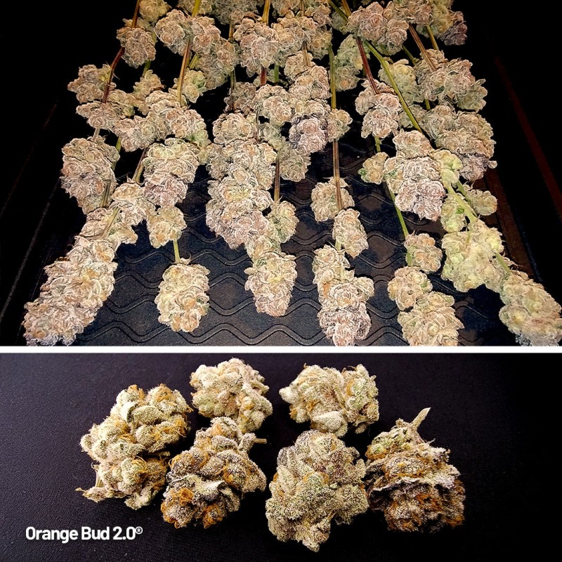 Achetez des graines féminisées Orange Bud 2.0® | Dutch Passion FR Achetez des graines féminisées Orange Bud 2.0® | Dutch Passion FR