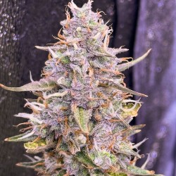 Graines de cannabis Auto Frozen Biscotti | Dutch Passion FR Graines de cannabis Auto Frozen Biscotti | Dutch Passion FR