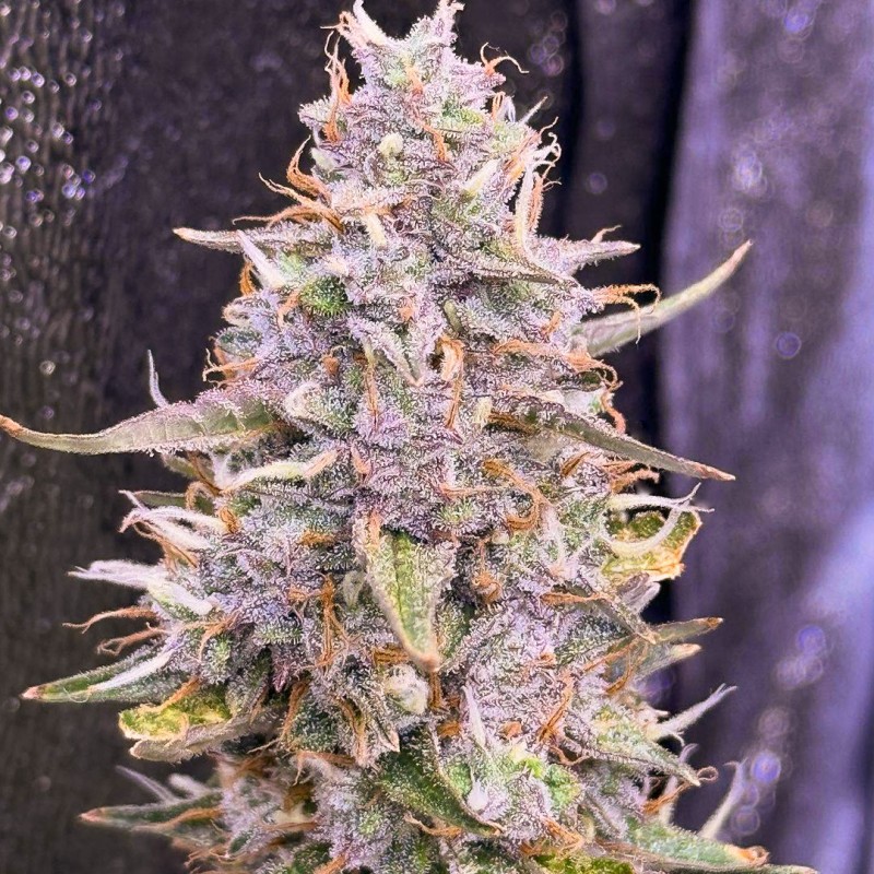 Graines de cannabis Auto Frozen Biscotti | Dutch Passion FR Graines de cannabis Auto Frozen Biscotti | Dutch Passion FR