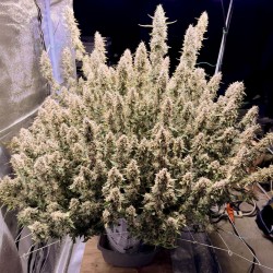 Graines de cannabis Auto Frozen Biscotti | Dutch Passion FR Graines de cannabis Auto Frozen Biscotti | Dutch Passion FR