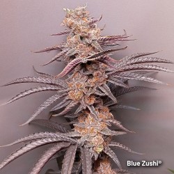 Semi di cannabis Blue Zushi | Dutch Passion IT Semi di cannabis Blue Zushi | Dutch Passion IT