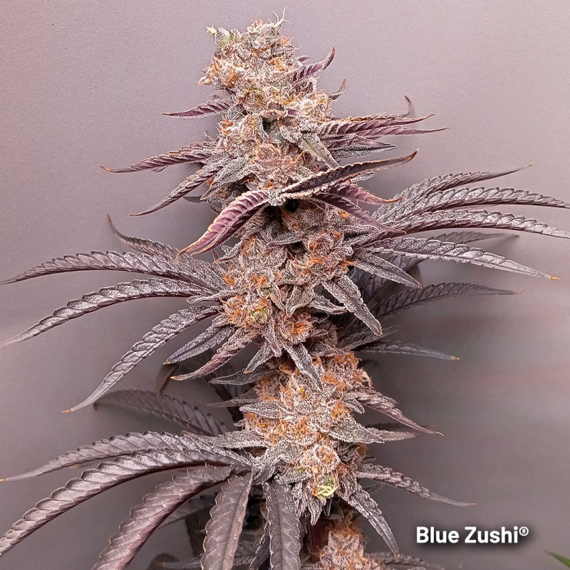 Semi di cannabis Blue Zushi | Dutch Passion IT Semi di cannabis Blue Zushi | Dutch Passion IT