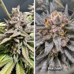 Semi di cannabis Blue Zushi | Dutch Passion IT Semi di cannabis Blue Zushi | Dutch Passion IT
