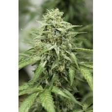 Auto StarRyder® | Semi di cannabis fuori produzione
