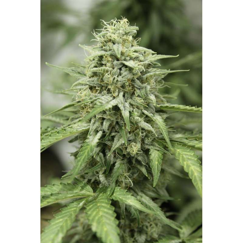 Auto StarRyder® | Semi di cannabis fuori produzione