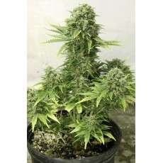 Auto StarRyder® | Semi di cannabis fuori produzione