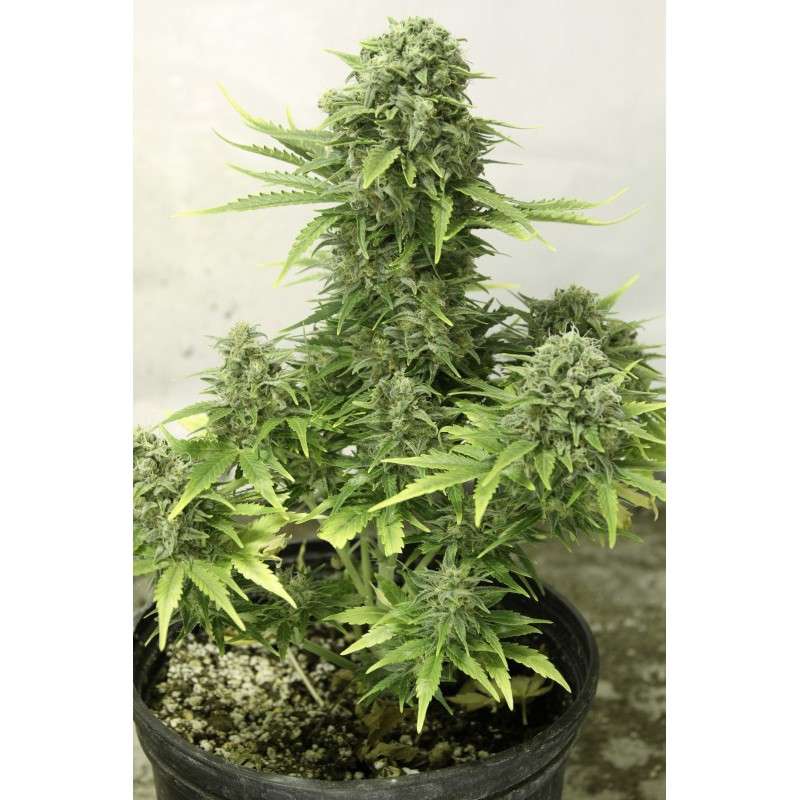 Auto StarRyder® | Semi di cannabis fuori produzione