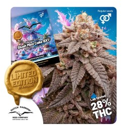Kaufe dir reguläre Slush Mint Cake BX1® Cannabis-Samen | Dutch Passion