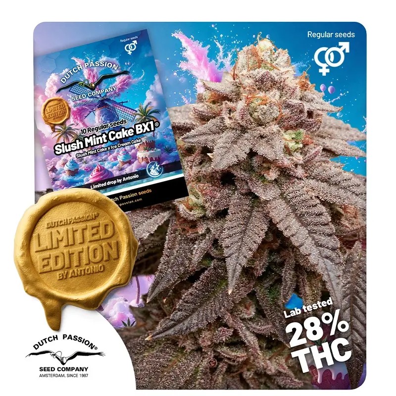Kaufe dir reguläre Slush Mint Cake BX1® Cannabis-Samen | Dutch Passion