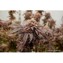 Kaufe dir reguläre Slush Mint Cake BX1® Cannabis-Samen | Dutch Passion
