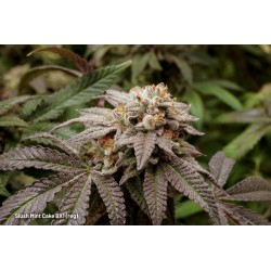 Kaufe dir reguläre Slush Mint Cake BX1® Cannabis-Samen | Dutch Passion