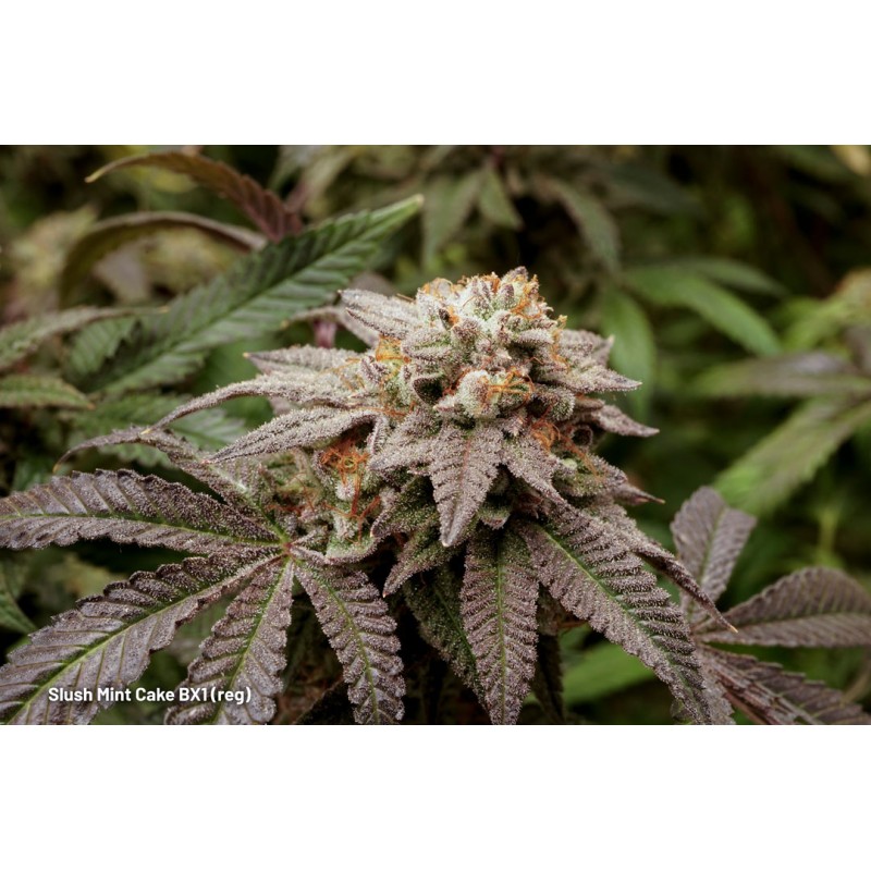 Kaufe dir reguläre Slush Mint Cake BX1® Cannabis-Samen | Dutch Passion