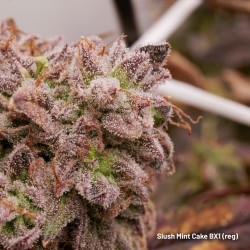 Kaufe dir reguläre Slush Mint Cake BX1® Cannabis-Samen | Dutch Passion