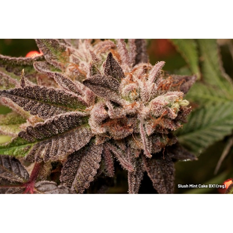 Acheter Slush Mint Cake BX1® Graines de Cannabis Régulières | Dutch Passion