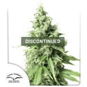 Auto Durban Poison® | Semi di cannabis fuori produzione