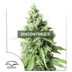 Auto Durban Poison® Kannabiszmagok (Kivezetve) | Dutch Passion