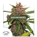 Auto Frisian Dew® | Graines de cannabis discontinuées