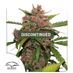 Auto Frisian Dew® Kannabiszmagok (Kivezetve) | Dutch Passion
