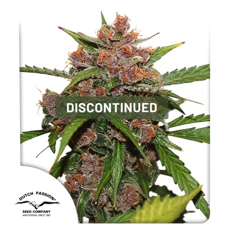 Auto Frisian Dew® | Graines de cannabis discontinuées