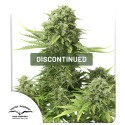 Auto StarRyder® | Semi di cannabis fuori produzione