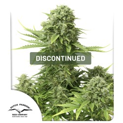 Auto StarRyder® Kannabiszmagok (Kivezetve) | Dutch Passion